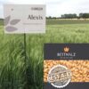 New Malt made from the old BREUN variety ALEXIS