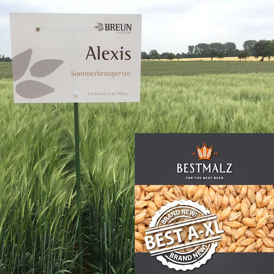 New Malt made from the old BREUN variety ALEXIS