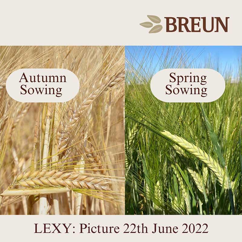 LEXY recommended for autumn sowing in Germany