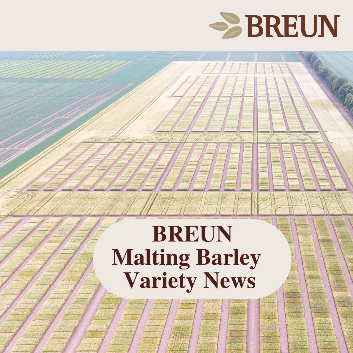 Breun Malting Barley News